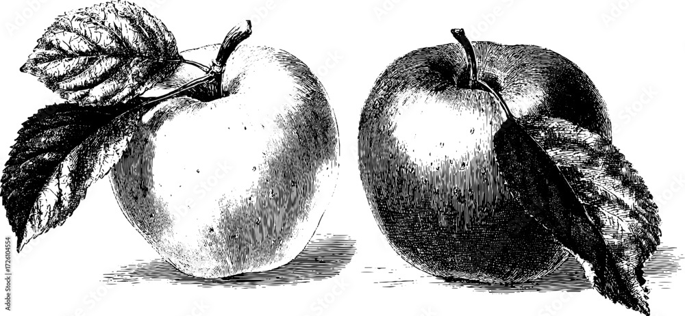 Fototapeta premium Etching style apple varieties featuring granny smith design for posters and cards
