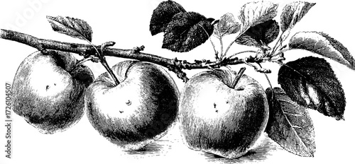 Vintage engraving style illustration of apple varieties branch for design