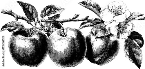 Vintage engraving style depiction of apple varieties with leaves and blossom