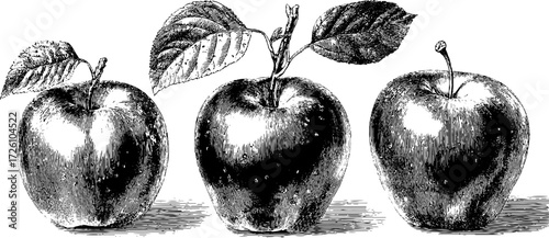 Vintage etching of granny smith apple varieties for design and print