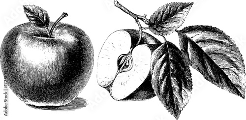 Vintage etching of granny smith apple varieties with detailed sketch elements
