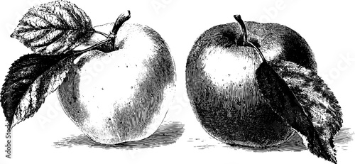 Etching style apple varieties featuring granny smith design for posters and cards