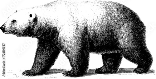 Arctic polar bear in engraving style - vintage wildlife art for posters and decor