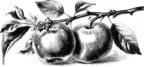 Vintage engraving of red delicious apple varieties for botanical design