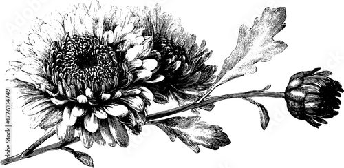 Vintage autumn aster bloom in engraving style for floral design