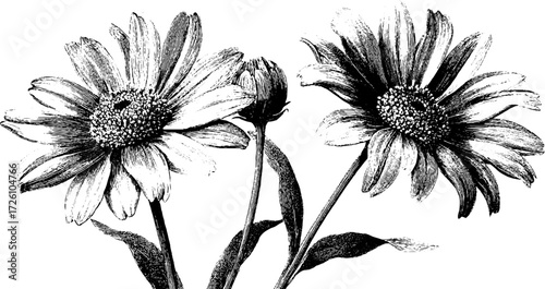 Vintage autumn flowers in engraving style featuring aster blooms