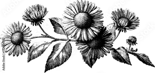 Autumn aster flowers in engraving style - detailed botanical bloom for design