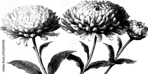 Autumn aster flowers in engraving style for vintage design