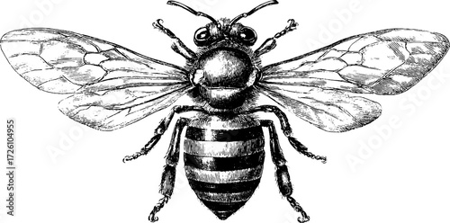 Intricate engraving style illustration of bees and wasps for design and print