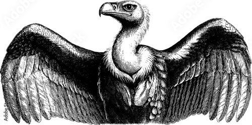Vintage engraved vulture illustration - birds of prey silhouette for retro design