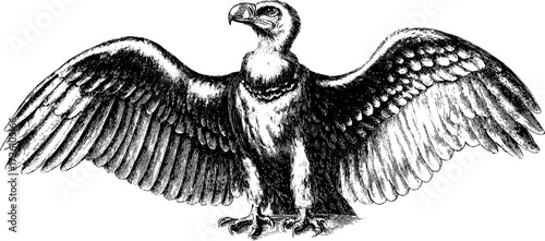 Vintage engraving of a vulture - birds of prey illustration for design and print