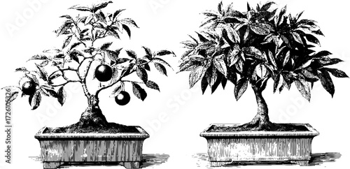 Vintage bonsai trees engraving for floral decor and design