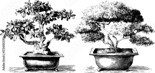 Vintage engraving style bonsai pine trees - hand drawn sketch for retro design