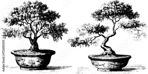 Vintage engraving style bonsai pine trees silhouette for retro design