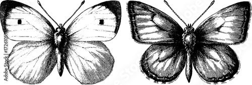 Vintage engraved illustration of butterflies and moths for retro design