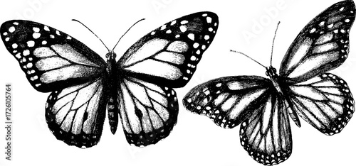Vintage monarch butterflies and moths in engraving style for retro design