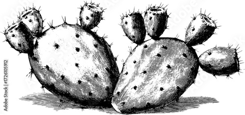 Vintage prickly pear cacti varieties in engraving style for botanical art and design