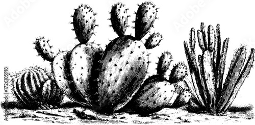 Engraved cacti varieties featuring prickly pear and more for botanical design