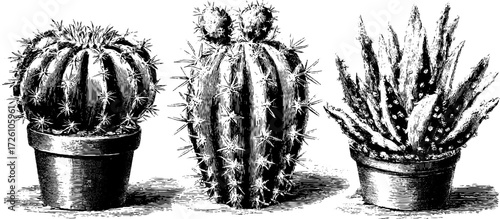 Cacti varieties in engraving style: round cactus artwork for vintage design