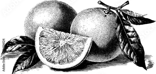Vintage citrus fruit sketch with engraved grapefruit and leaves for retro design