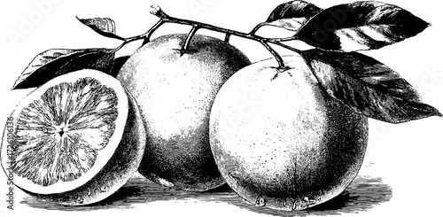 Vintage citrus fruit illustration featuring grapefruit engraving for retro design