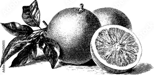 Vintage engraving of citrus fruits featuring grapefruit with leaves