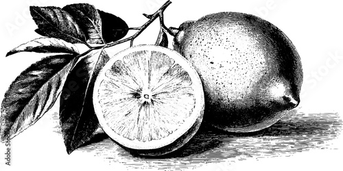 Vintage citrus fruits illustration with lemon cross section - ideal for retro design and decor