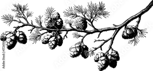 Engraved larch branch with conifer cones design for retro decor and nature themes