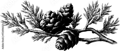 Vintage engraving of larch conifer branches design for botanical posters
