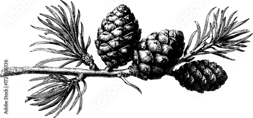 Vintage larch branch with cones engraving - perfect for retro design projects