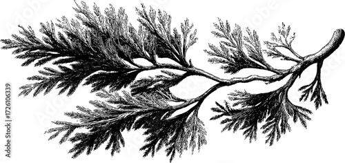 Vintage pine branch engraving style illustration for nature-themed designs