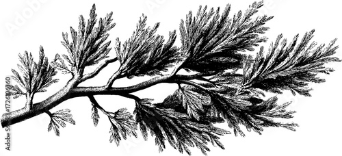 Vintage conifer branches engraving in detailed spruce twig silhouette for retro design