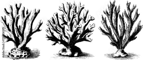 Vintage engraved illustration of branching coral reef life for marine conservation design