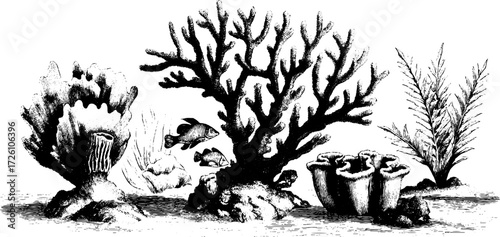 Engraved coral reef life with branching coral and marine scene for ocean conservation