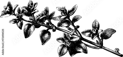 Vintage hand drawn sketch of thyme sprig for culinary herb design and botanical art