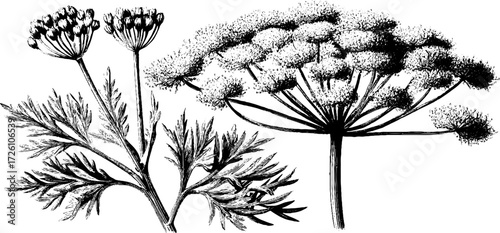 Intricate etched drawing of dill plant for botanical design and culinary herb illustration