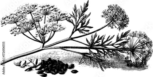 Vintage culinary herb illustration: hand-drawn etching of dill plant for botanical designs