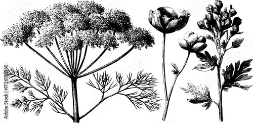 Vintage etched drawing of dill plant and culinary herbs for botanical design