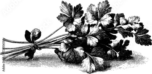Vintage etching style depiction of parsley bunch for culinary herb designs