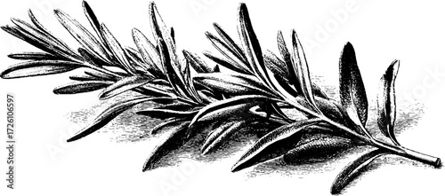 Vintage hand-drawn engraving of rosemary sprig for culinary projects and herbal designs