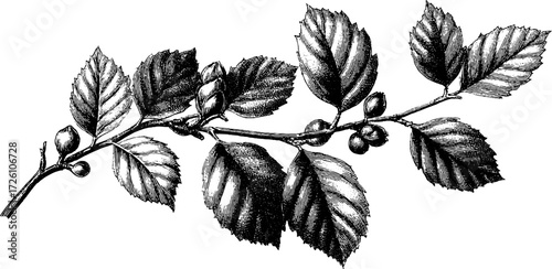 Engraved beech branches sketch - vintage woodland design for nature art projects
