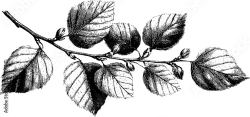 Engraved depiction of deciduous beech branches with leaves for retro design