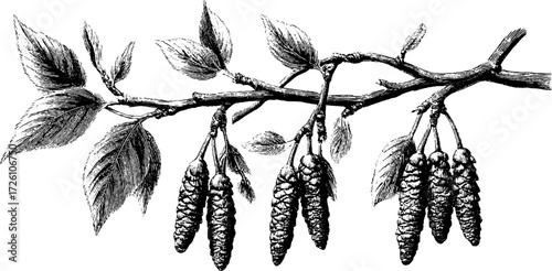Vintage engraving of deciduous birch branch with leaves and catkins for retro design