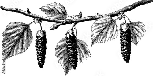 Vintage engraving style birch branch with leaves and catkins illustration