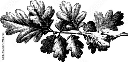 Vintage oak branch silhouette in engraving style for retro design and decoration