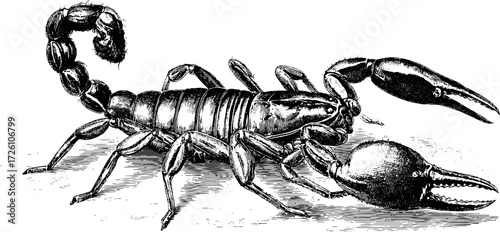 Desert wildlife artistry: engraved scorpion in vintage engraving style for design projects