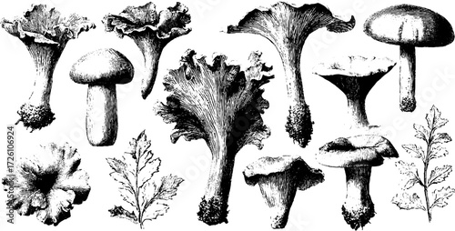 Vintage engraving of edible chanterelle mushrooms and leaves - hand drawn woodland scene