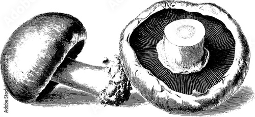 Edible mushrooms in etched style for culinary design and art