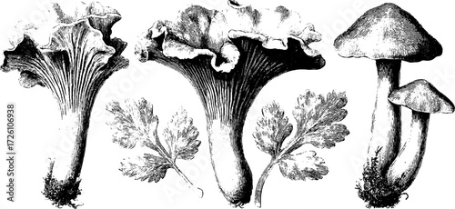 Vintage etched illustration of edible chanterelle mushrooms for retro design