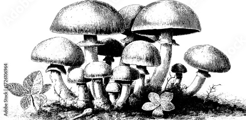 Vintage engraving of edible oyster mushrooms for retro design and decor